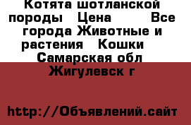 Котята шотланской породы › Цена ­ 40 - Все города Животные и растения » Кошки   . Самарская обл.,Жигулевск г.